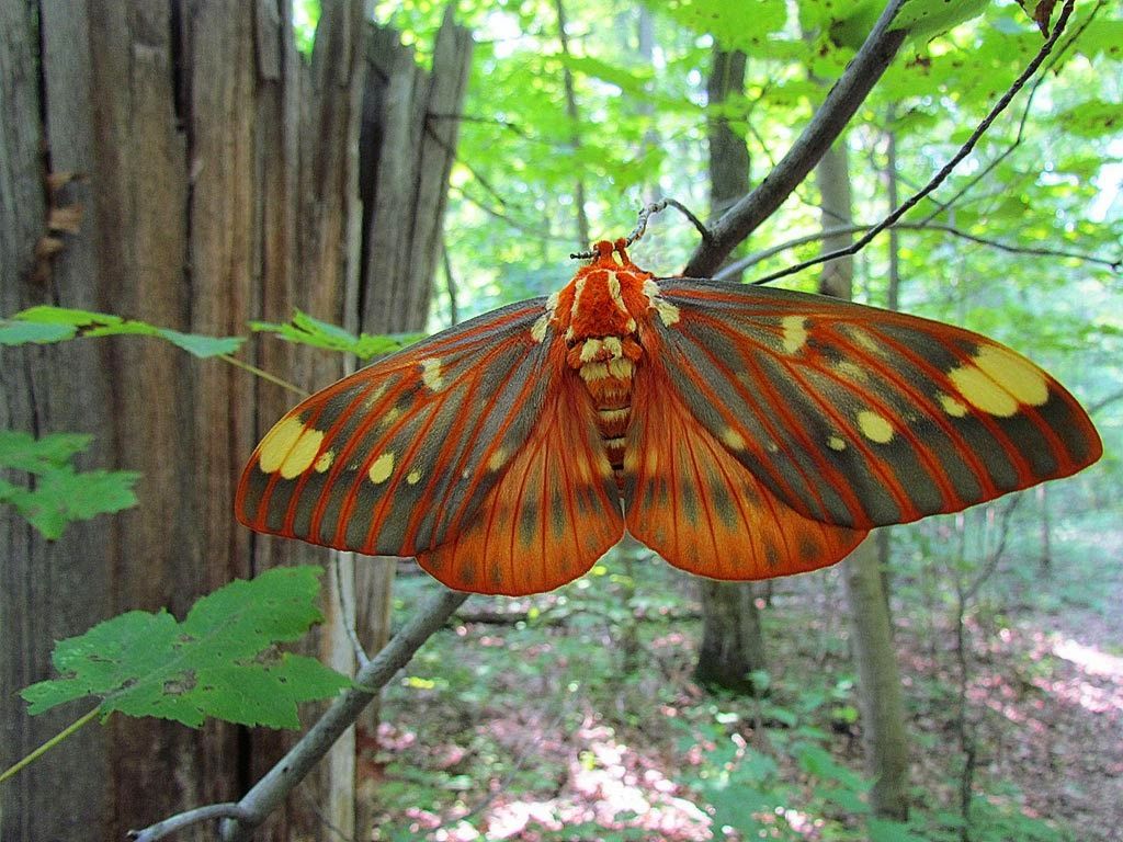 Amazing Animals Pictures: The Majestic "Regal moth" (Citheronia regalis) | Regal moth, Moth, Butterfly species