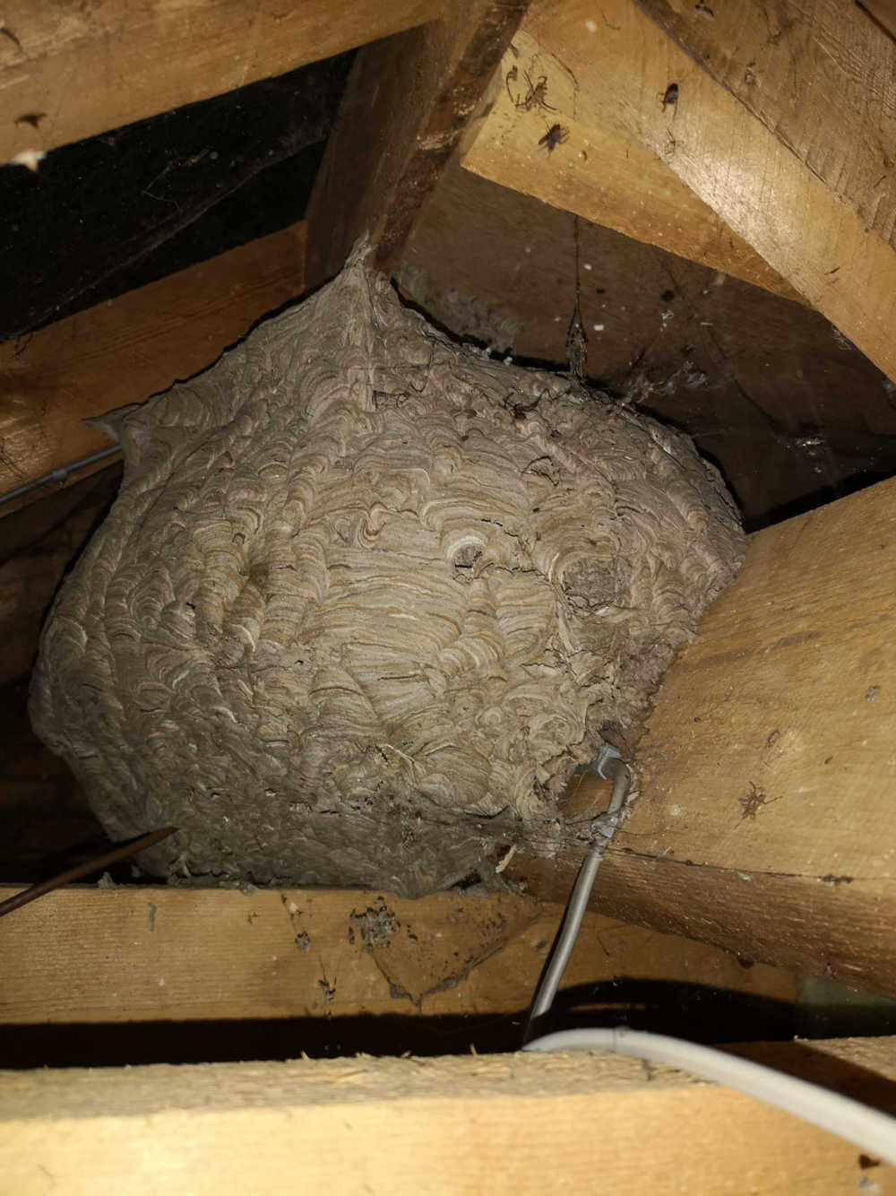 Wasps In Attic How To Get Rid Of Them Attic Projects, 60% OFF