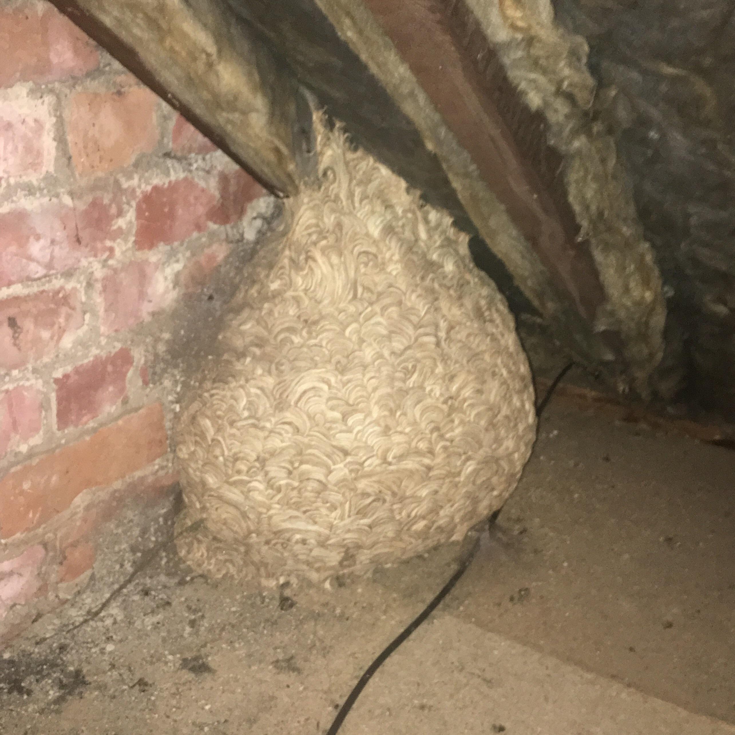 Colossal Wasps' Nest Found In Attic Is The Stuff Of, 56% OFF