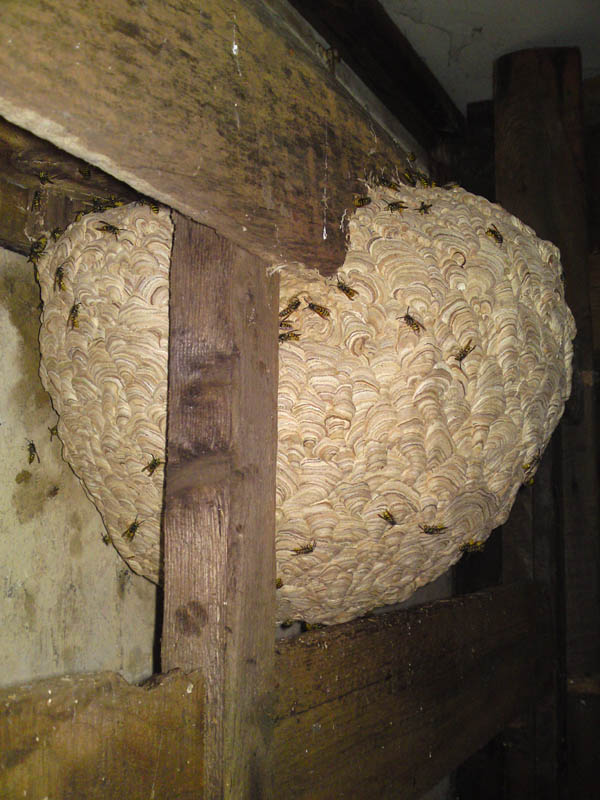 Wasp Nests - Suffolk Pest Control Company